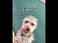 Download Lagu Day 52 of jimmy