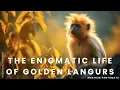 The Enigmatic Life of Golden Langurs Documentary Wildlife Nature