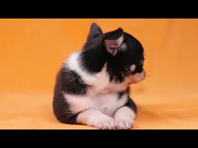 動画