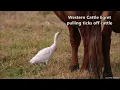 Western Cattle Egret eating ticks off a cow that is grazing