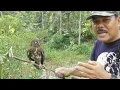 Download Lagu eksperimen mikat burung kecil menggunakan burung hantu