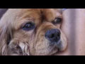 Cavalier Rescue of Alabama 2017 Puppy Mill Rescues January February