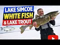 Lake Simcoe Whitefish and Huge Lake Trout