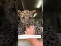 Download Lagu A kind man found an abandoned jaguar cub and then adopted it #animalshorts #animalrescue