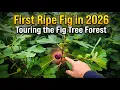 First Ripe Fig in 2026 Touring the Fig Tree Forest
