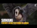 Lagu Siamang: Penyanyi Hutan dari Sumatera dan Malaya