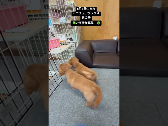 動画