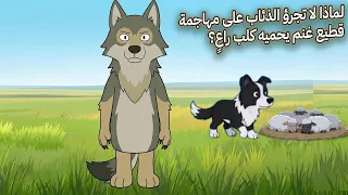 لماذا لا تجرؤ الذئاب على مهاجمة قطيع غنم يحميه كلب راعٍ؟