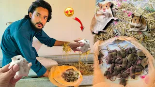 hamster k 45 bache agye local hamsters hamster babies