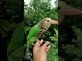 Download Lagu Suara lantang burung takur