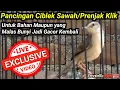 Download Lagu PANCINGAN CIBLEK SAWAH AGAR BUNYI