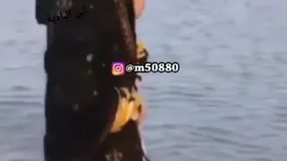 ميحد حمد     يا فريد اللون دندنها