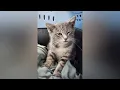 Stray cat survives 800-mile ride under UGA student s car from New Jersey to Athens