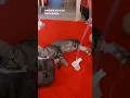 Download Lagu Kucing Sakit di Infus #cat #kucing #kucingsakit