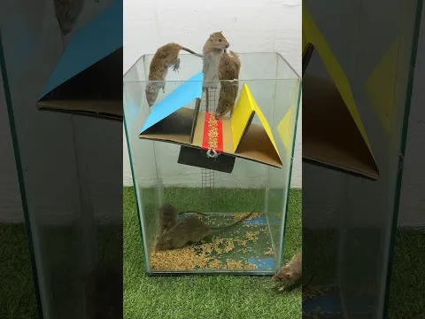 Great homemade mouse trap idea from cardboard #rattrap #rat #mousetrap #shorts