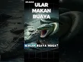 ULAR MAKAN BUAYA 💀 #funfacts #facts #faktaunik #shorts