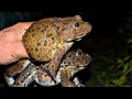 Download Lagu Funny frog collection | Toad and Bullfrog make Video Funny