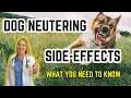 The Behavior Changes in Neutered Dogs Vet simply Explains