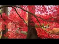 Download Lagu Yiruma - Kiss The Rain (guitar Fingerstyle Cover)Alip Ba Ta