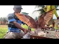 Download Lagu Vlog melatih burung dara di area persawahan.