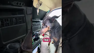 #fyp #dream #youtube #doberman #pets
