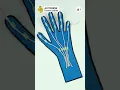 Controlling a prosthetic hand cardboard version using EMG instructables Upside Down Labs