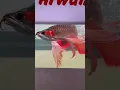 Lagu Longfin Red Arowana agus setiawan AKVARYUM Bilgi Paylasim | Falcon Aquarium Services