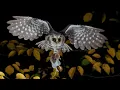 All About Owls for Kids: Backyard Bird Series - FreeSchool