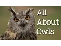 All About Owls for Kids Backyard Bird Series - FreeSchool