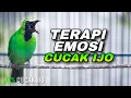Download Lagu PANCINGAN CUCAK IJO GACOR MENAIKKAN EMOSI IJO BAHAN AGAR CEPAT JEBOL BIRAHI JAMBUL NGENTROK