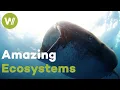 Download Lagu The mesmerizing creatures of Baja California, Mexico (Full Documentary)