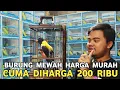 Download Lagu HARGA MURAH WARNA NYA CANTIK KICAUANNYA MEWAH CUMA 200 RIBUAN CUCAK ROWO AJA LEWAT !!!
