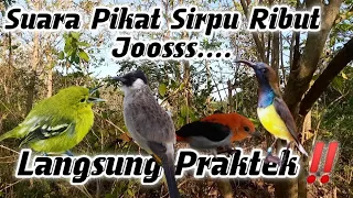 Download Suara Pikat Burung Sirpu Ribut,Terbukti Jos Gandos.. MP3