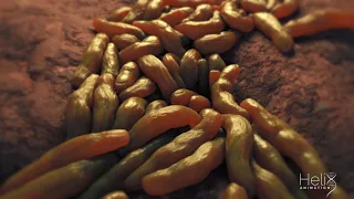 Mycobacterium Tuberculosis Replication 