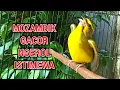 MOZAMBIK GACOR NGEROL ISTIMEWA UNTUK MASTERAN BURUNG MOZAMBIK LAIN.