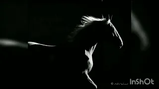 نشيد قالوا وقلنا 