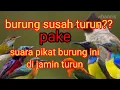 Download Lagu mikat burung susah?? turun pake suara pikat burung ini di jamin turun semua..