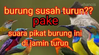 mikat burung susah turun pake suara pikat burung ini di jamin turun semua 