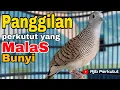 Download Lagu Perkutut Lokal Gacor (Panggilan Perkutut Yang Malas Bunyi) Bikin 💯 Nyaut Memanggung