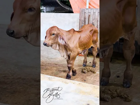 Two month old calf with a build like a tank