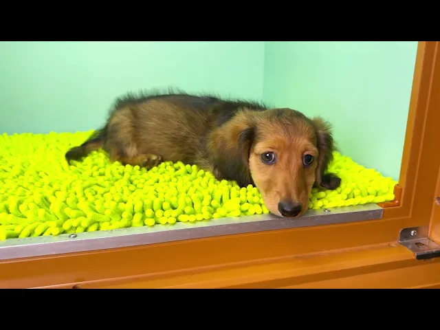 動画