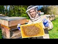 Download Lagu What is Beekeeping? - Preparing for my biggest honey harvest
