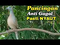 Download Lagu Pancingan perkutut  ANTI GAGAL 100% Pasti NYAUT