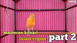 masteran kenari isian cigun part 2