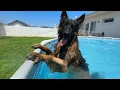 Download Lagu We verrasten onze honden met een nieuw zwembad, maar het liep uit de hand!