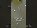 Download Lagu How Many Alligators are REALLY in Florida?