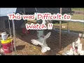 Establishing the Pecking Order Chicken Keeping Morning Routine