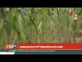 Download Lagu เกษตรกรชะลอขายข้าวโพดหลังราคาร่วงหนัก