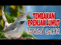 Download Lagu Tembakan Prenjak Lumut Jantan GACOR