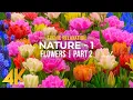 Download Lagu 4K Blooming Flowers with Relaxing Piano Melodies \u0026 Nature Sounds - NATURE - Season 1; Part 2